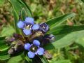 Gentiana cruciata