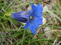 Gentiana dinarica