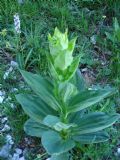 Gentiana lutea