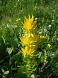 Gentiana lutea