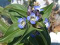 Gentiana cruciata