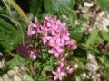 Centaurium erythraea