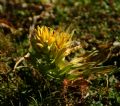 Gentiana lutea