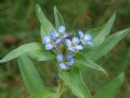 Gentiana cruciata