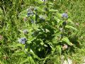 Gentiana cruciata