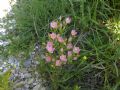 Centaurium erythraea