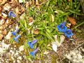 Gentiana dinarica