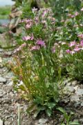 Centaurium erythraea