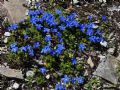 Gentiana bavarica var. subacaulis