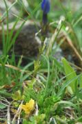 Gentiana bavarica