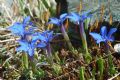 Gentiana brachyphylla