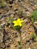 Centaurium maritimum