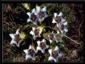 Gentiana acaulis