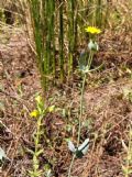 Blackstonia perfoliata