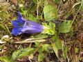 Gentiana acaulis