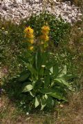 Gentiana lutea