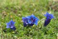 Gentiana clusii