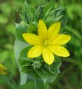 Blackstonia perfoliata