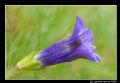 Gentiana acaulis