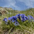 Gentiana ligustica