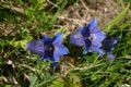 Gentiana acaulis