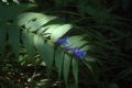 Gentiana asclepiadea