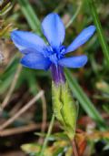 Gentiana bavarica