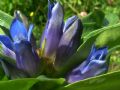 Gentiana cruciata