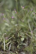 Centaurium pulchellum