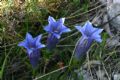 Gentiana clusii