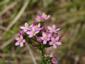 Centaurium erythraea