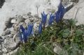 Gentiana froelichii