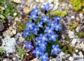 Gentiana brachyphylla