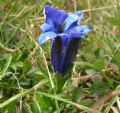 Gentiana acaulis