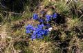 Gentiana bavarica