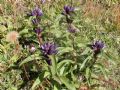 Gentiana cruciata