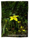 Centaurium maritimum