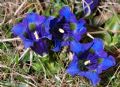 Gentiana acaulis