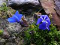 Gentiana brachyphylla