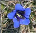 Gentiana clusii