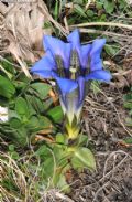 Gentiana clusii