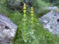 Gentiana lutea