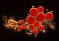 haematococcus pluvialis