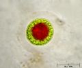 Haematococcus pluvialis