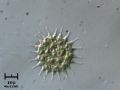 Pediastrum boryanum