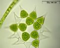 Pediastrum simplex