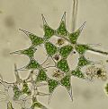 Pediastrum simplex