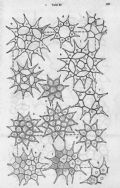 Pediastrum simplex