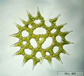 Pediastrum simplex