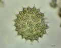 Pediastrum boryanum